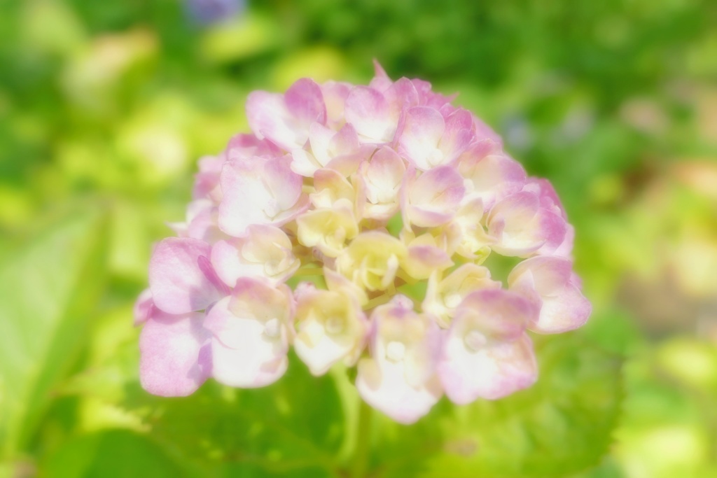 住吉神社の紫陽花
