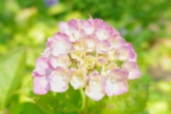 住吉神社の紫陽花