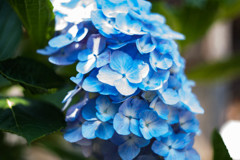 住吉神社の紫陽花