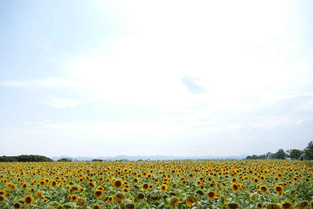 小野市ひまわりの丘公園