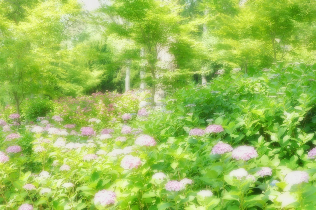 住吉神社の紫陽花