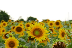 小野市ひまわりの丘公園