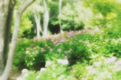 住吉神社の紫陽花