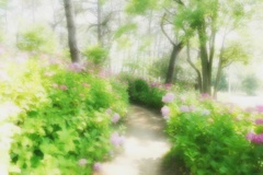 住吉神社の紫陽花