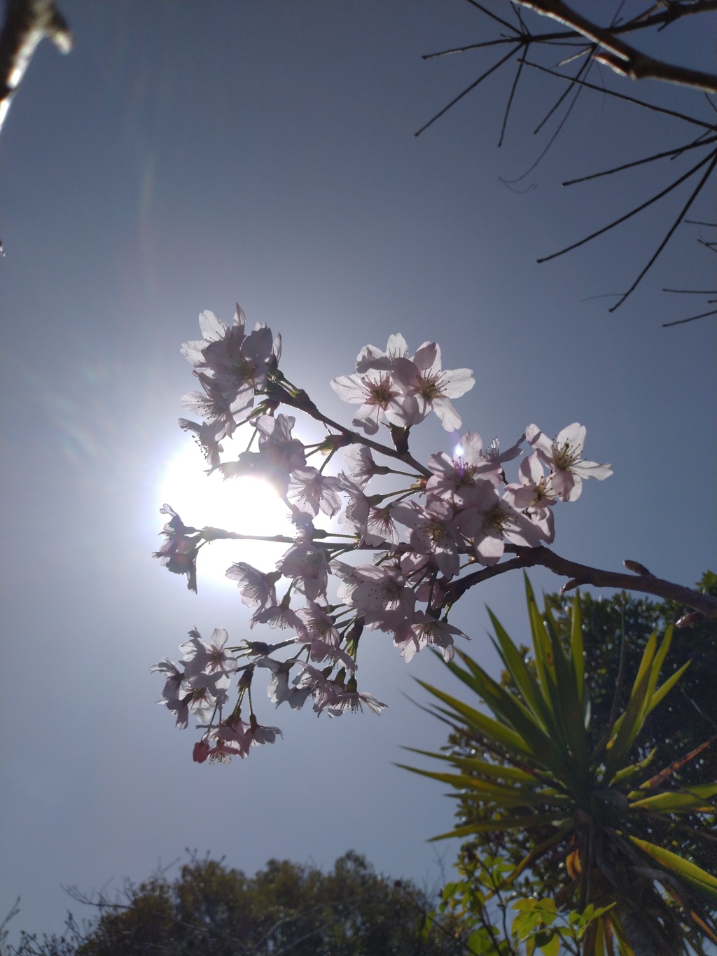 桜