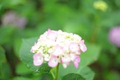 住吉神社の紫陽花