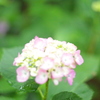 住吉神社の紫陽花