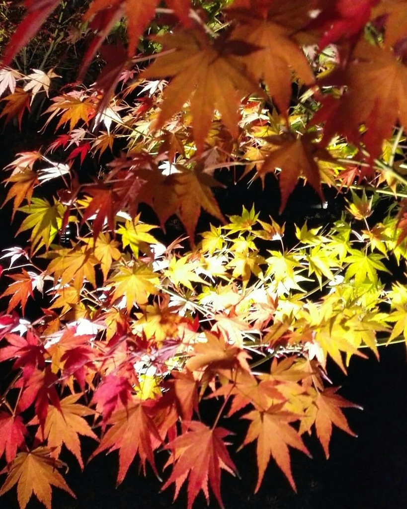 IMG_20181205_171731_910