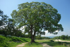 武庫川サイクリングロード