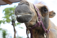 神戸どうぶつ王国