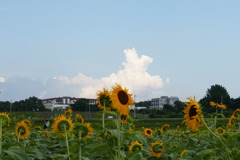 小野市ひまわりの丘公園