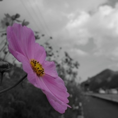 モノクロ カラー_20181201_075014