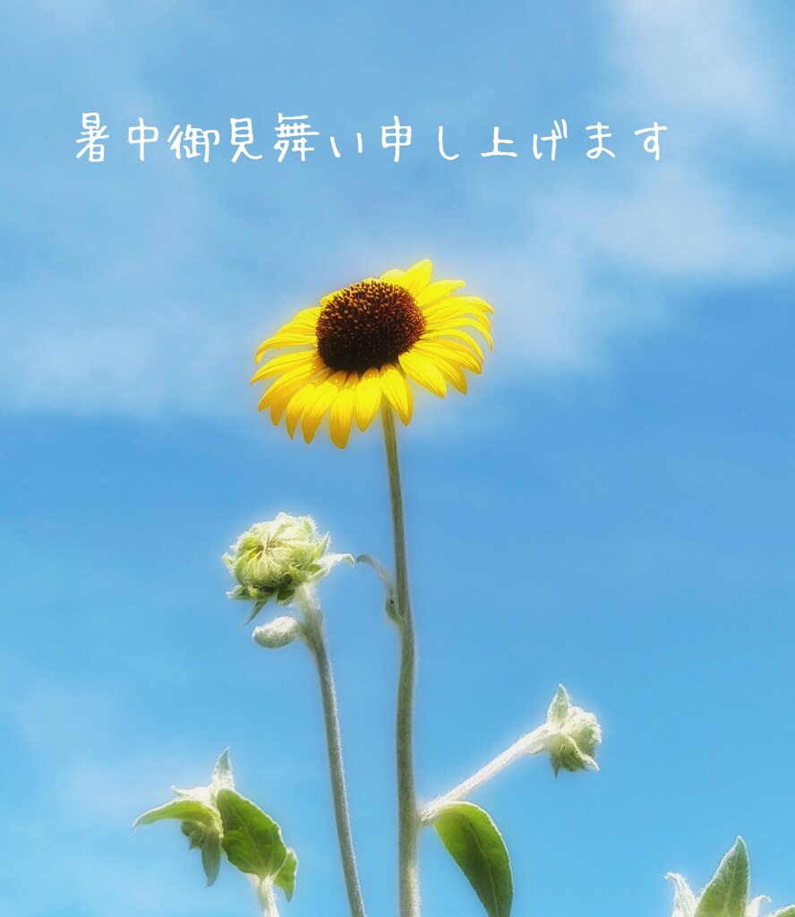 暑中御見舞い申し上げますm(_ _)m