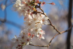 近所の桜