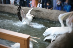 神戸どうぶつ王国