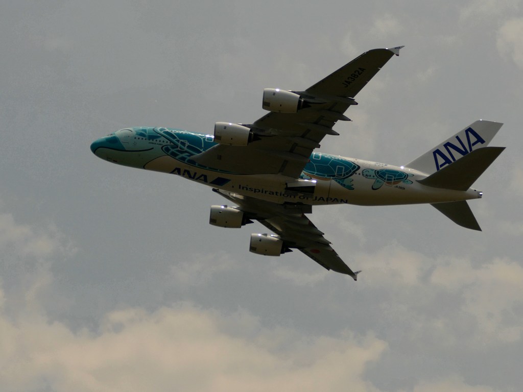 kix関空にて フライングホヌ カイ君 j382a