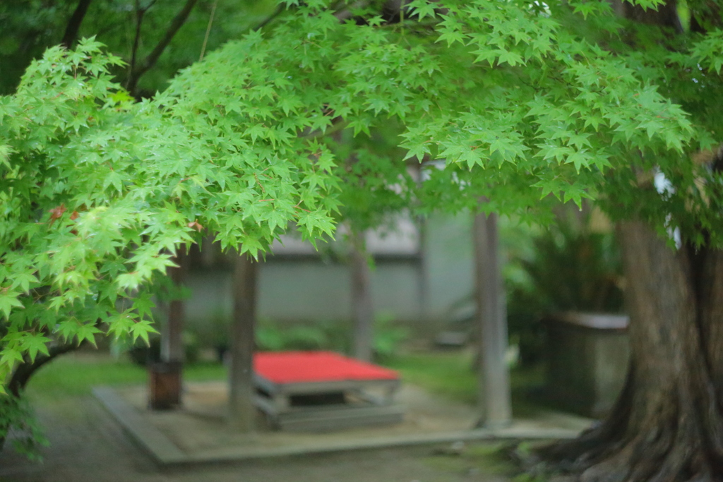 住吉神社の紫陽花