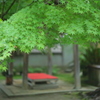 住吉神社の紫陽花