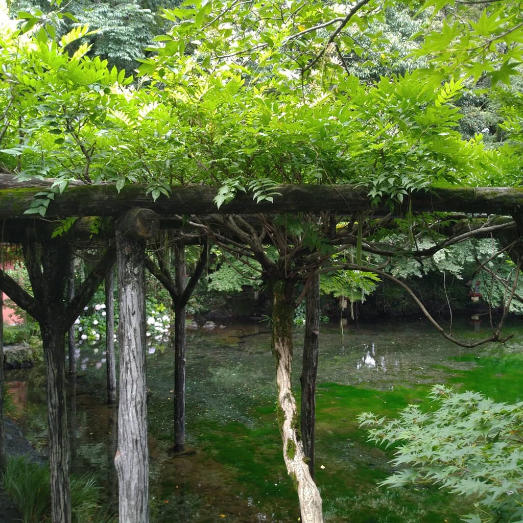 富士山本宮浅間大社