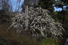 中山寺