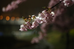 西郷川河口公園