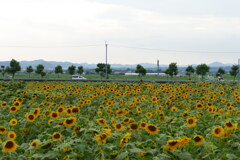 小野市ひまわりの丘公園
