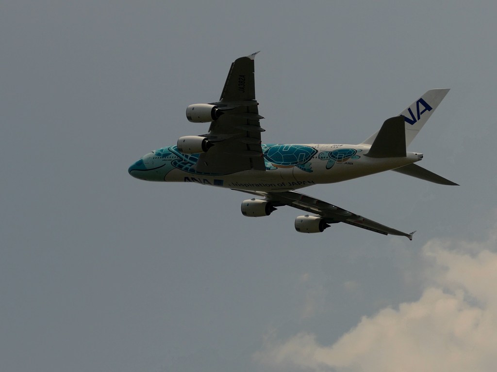 kix関空にて フライングホヌ カイ君 j382a