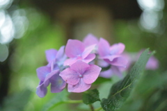 住吉神社の紫陽花