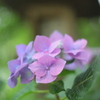 住吉神社の紫陽花