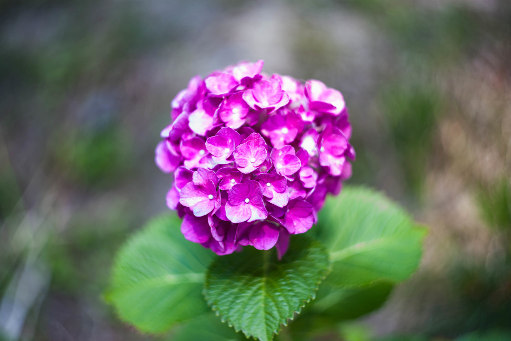 住吉神社の紫陽花