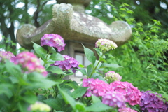 住吉神社の紫陽花