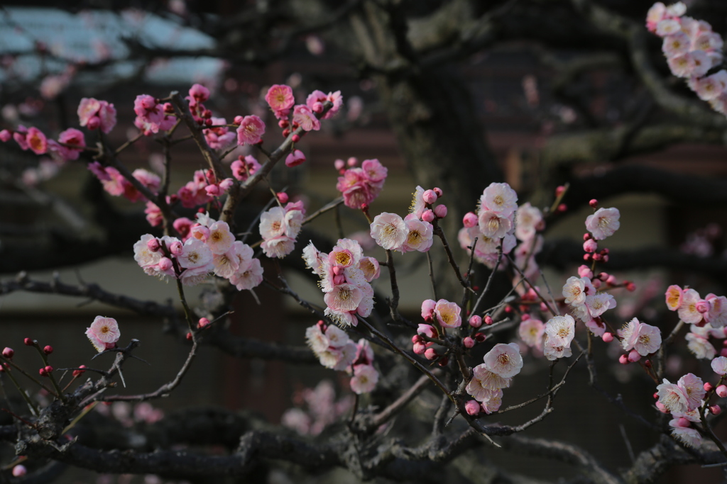 中山寺