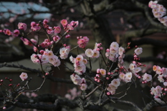 中山寺