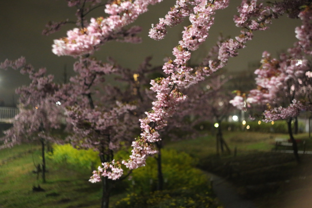 西郷川河口公園