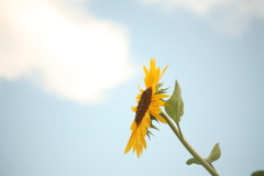 小野市ひまわりの丘公園