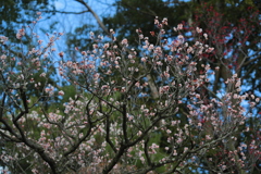 中山寺