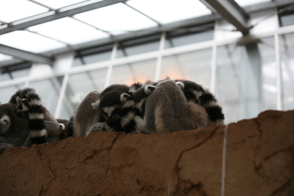 神戸どうぶつ王国