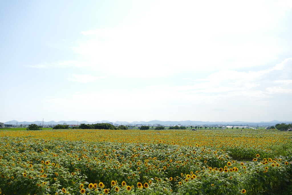 小野市ひまわりの丘公園