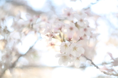 近所の桜