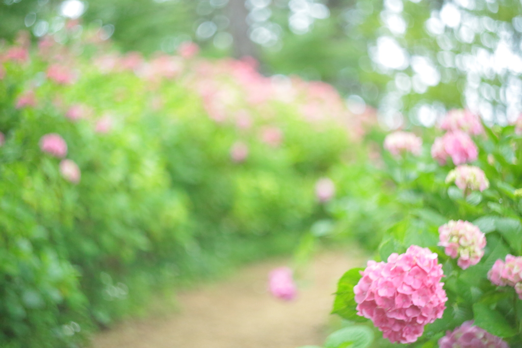 住吉神社の紫陽花