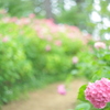 住吉神社の紫陽花