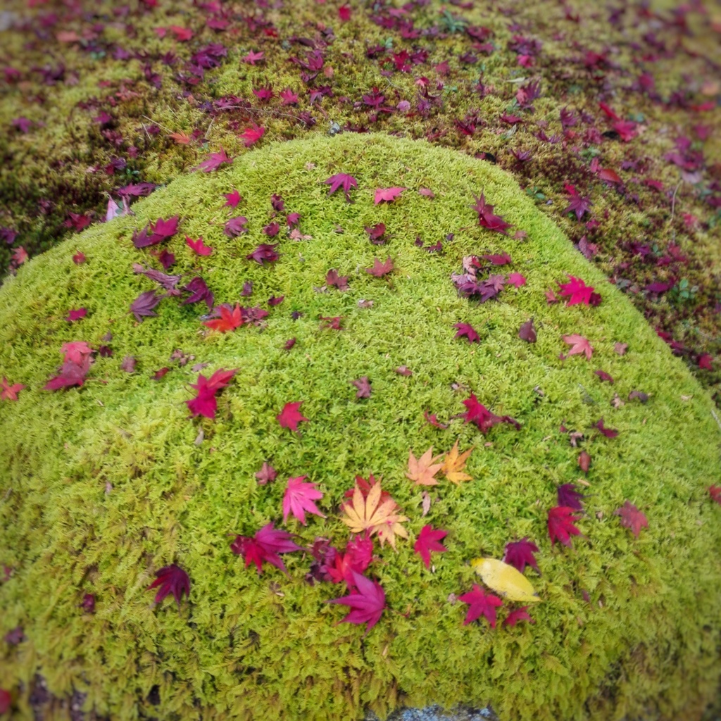 IMG_20161204_201029-01a