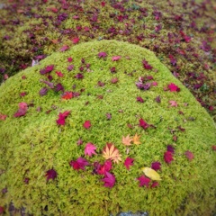 IMG_20161204_201029-01a