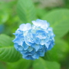 住吉神社の紫陽花