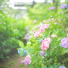 住吉神社の紫陽花