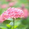 住吉神社の紫陽花