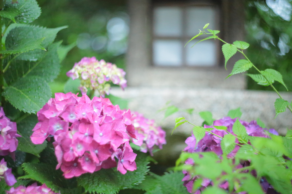 住吉神社の紫陽花