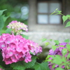 住吉神社の紫陽花