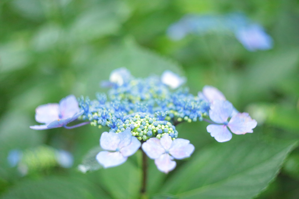 住吉神社の紫陽花