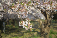 近所の桜